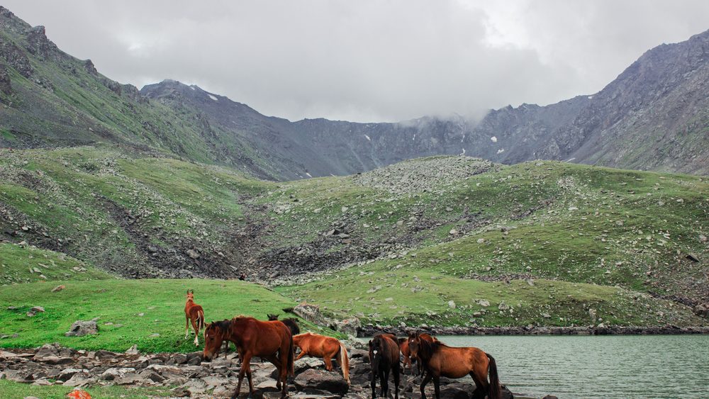 Horses grazing near a mountain lake in Kyrgyzstan