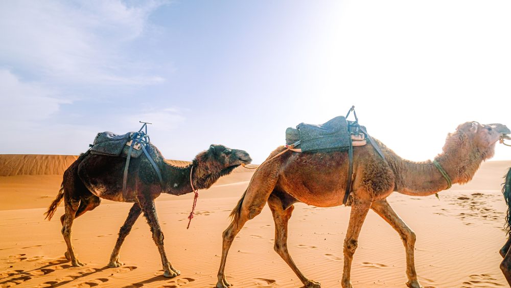 Camels crossing sand dunes in the Moroccan Sahara