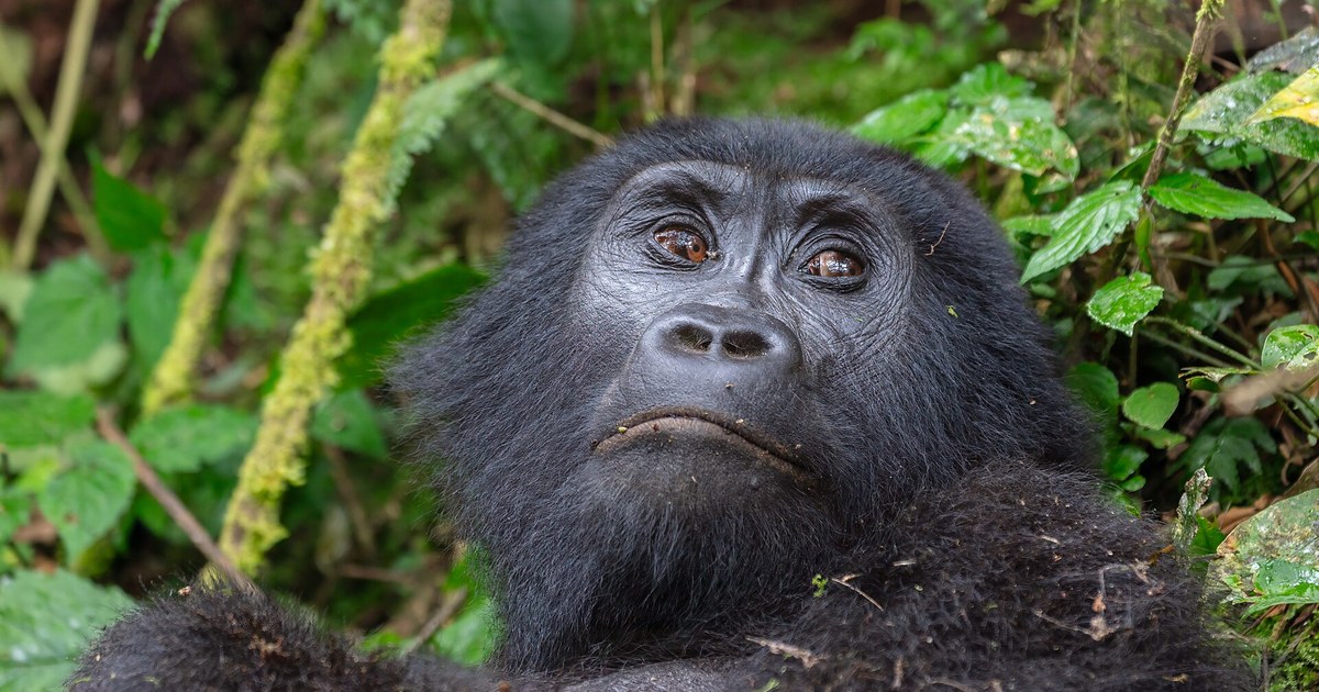 Uganda travel eSIM with fast 5G/4G/LTE mobile data coverage from MegaEsim