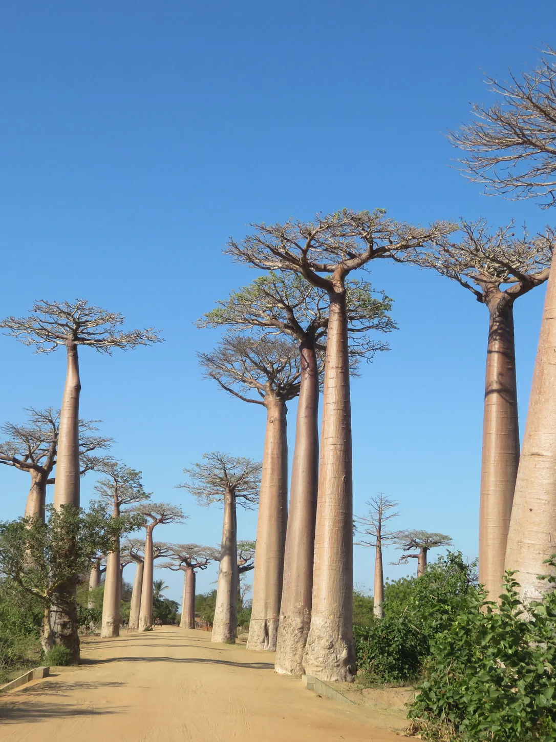 Madagascar travel eSIM — fast 4G/5G mobile data coverage with MegaEsim