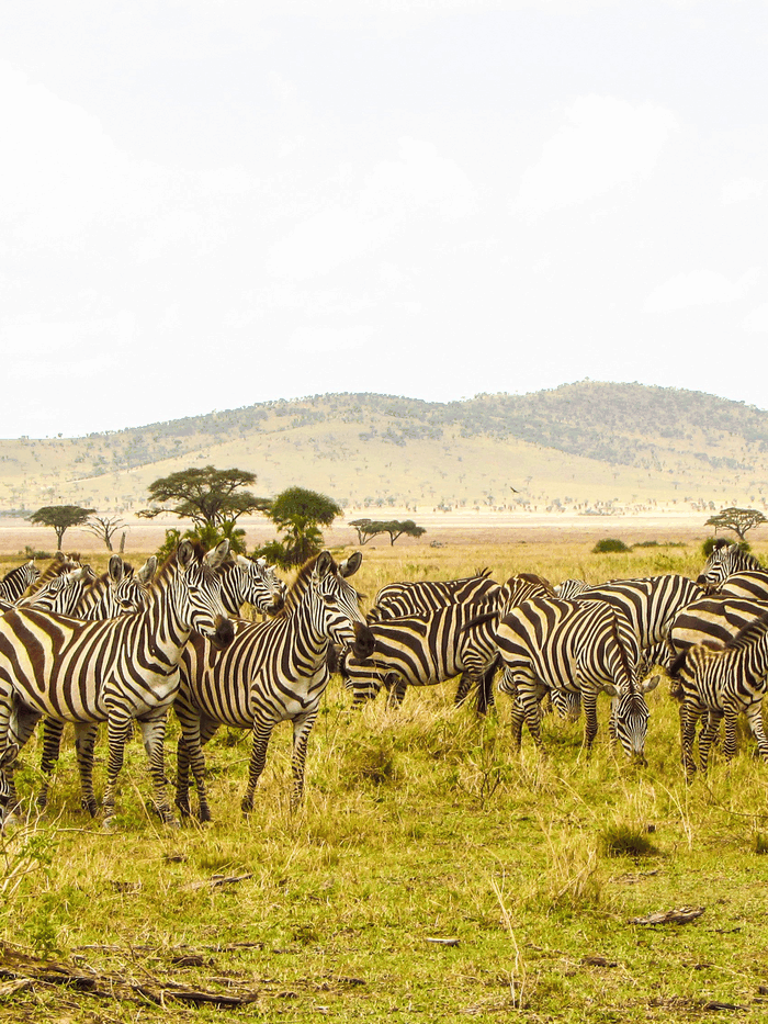 Tanzania travel eSIM with fast 5G/4G/LTE mobile data coverage from MegaEsim